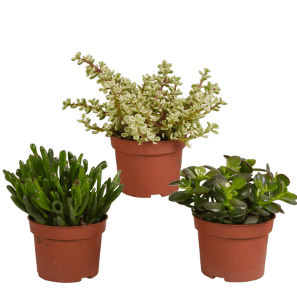 Sukkulenten – Crassula Mix – 3 Pflanzen – Ø10,5cm – pflegeleichte Zimmerpflanzen – robuste Minibäume für Zuhause & Büro