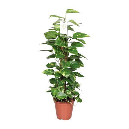 Efeutute Epipremnum Scindapsus Pinnatum – Goldene Efeutute am Moosstock – Ø19cm – ↕80cm – Luftreinigende Zimmerpflanze mit herzförmigen Blättern