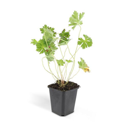 Storchschnabel Geranium Rozanne – ↕10-25cm – Ø9cm – 40 Pflanzen – Lila Blühwunder – Robuster Bodendecker – Lange Blütezeit – Für Sonne & Halbschatten