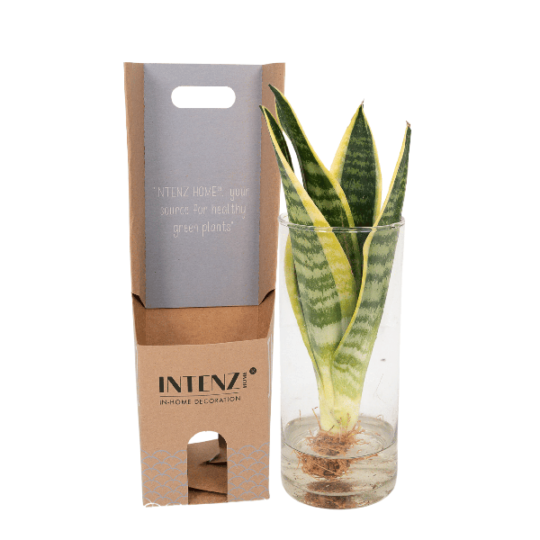 Sansevieria im Glaszylinder – Ø12cm – ↕30cm – Pflegeleichte Zimmerpflanze im dekorativen Glasgefäß – Luftreinigend & robust