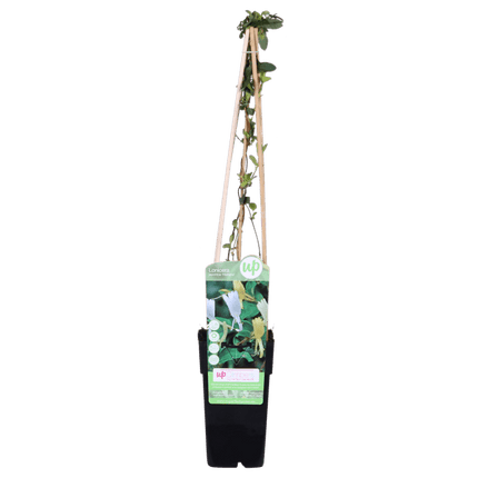 Gelbbunte Geißschlinge – Lonicera japonica ‘Halliana’ – Ø15cm x ↕65cm – Weiß – gelbe, stark duftende Kletterpflanze