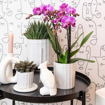 Sukkulente Haworthia Royal Highness – Grüne Zimmerpflanze – Ø6cm – Pflegeleichte Grünpflanze – Stilvolle Dekoration für Zuhause