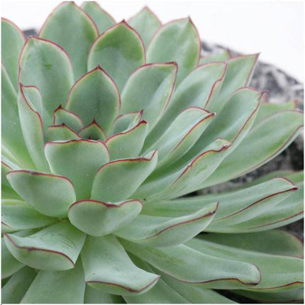 Sukkulente – Echeveria pulidonis Rootless – Ø20cm Schale „Concrete“ – Zimmerpflanze ohne Wurzeln – Pflegeleichte Schnitt-Sukkulente als Deko für Zuhause & Feste