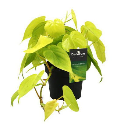 Baumfreund Philodendron Lime – Ø12cm – ↕20cm – Pflegeleichte Zimmerpflanze mit leuchtend grünen Blättern – Tropische Grünpflanze für Wohnzimmer, Büro & Schlafzimmer