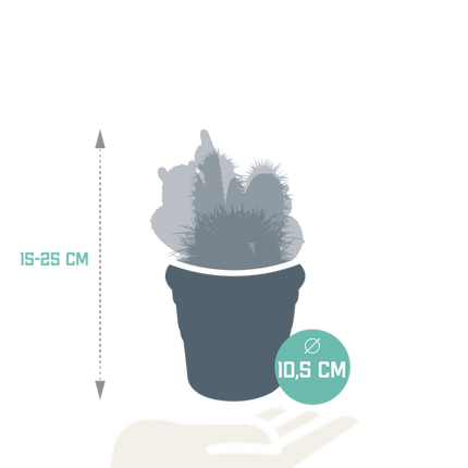 Kakteen Mix – 3 Pflanzen – Ø10,5cm Zimmerpflanzen im Terrakotta-Topf – Verschiedene Kakteen im mediterranen Tontopf – Pflegeleichte Sukkulenten für Fensterbank, Büro & Wohnzimmer