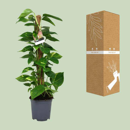 Efeutute Scindapsus Epipremnum – Ø19cm – ↕80cm – Pflegeleichte Rankpflanze & luftreinigende Zimmerpflanze – Große Grünpflanze für Wohnzimmer, Büro & Wintergarten
