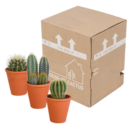 Sukkulenten & Kakteen Mix 3 Pflanzen Ø8,5cm – pflegeleichtes Pflanzen Set für Urban Jungle, Fensterbank, Wohnzimmer & Büro