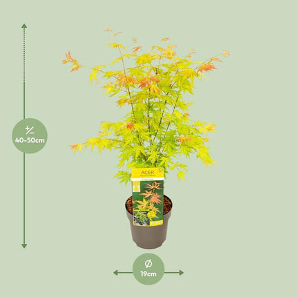 Fächer – Ahorn – Acer palmatum 'Orange Dream' – Ø19cm – ↕50cm – Japanischer Ahorn – Winterharte Zierpflanze für Garten & Terrasse