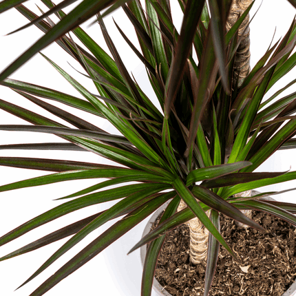 Dracaena Marginata Magenta – Drachenbaum – Zimmerpflanze Ø24cm ↕130-150cm – Dunkelgrüne Blätter mit Rotrand – Pflegeleicht
