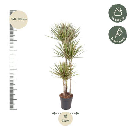 Drachenbaum – Dracaena Bicolor Carrousel 150cm – Ø24cm – Zimmerpflanze mit zweifarbigen Blättern in Grün & Cremeweiß – Pflegeleichte dekorative Grünpflanze für Wohnzimmer, Büro & Wintergarten