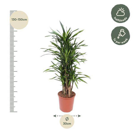 Drachenbaum Dracaena Riki – 140cm hoch – Ø30cm – Elegante Zimmerpflanze mit schmalem dunkelgrünem Blattwerk – pflegeleicht – für Zimmer & Büro
