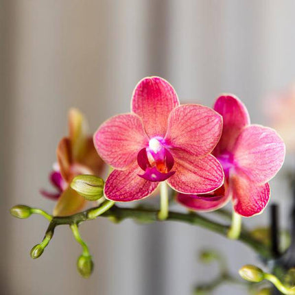 Phalaenopsis Orchideen „Kongo Rot“ – 4 Orchideen – ca. 30–35 cm hoch – Ø9 cm – rote Mini-Orchideen – Zimmerpflanze für Tisch & Fensterbank