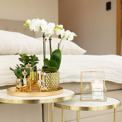 Phalaenopsis Amabilis Weiß – Spider-Orchidee – Ø9cm Topf – 2–3 Zweige – Elegante Zimmerpflanze mit einzigartigem Blütenmuster – Pflegeleicht & frisch aus der Gärtnerei