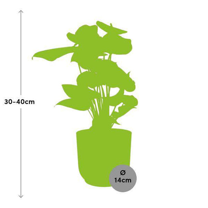 Flamingoblume Anthurium Rot – 12cm Zimmerpflanze inkl. Ziertopf Vibes Fold Gelb Ø14cm – Tropische Pflanze mit roten Hochblättern – Pflegeleicht & dekorativ – Für Wohnzimmer & Büro