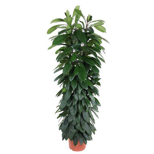 Gummibaum – Ficus Cyathistipula 150cm – Ø29cm – Elegante Zimmerpflanze mit glänzenden grünen Blättern – Immergrüne Dekopflanze für Wohnzimmer, Büro & Wintergarten – Pflegeleicht