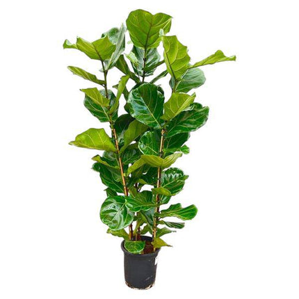 Feigenbaum – Ficus Lyrata Strauch – ca. 165cm hoch – Ø30cm – Geigenfeige als dekorative Zimmerpflanze – XXL Grünpflanze mit großen Blättern – Für Wohnzimmer, Wintergarten & Büro