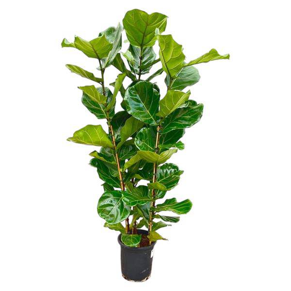 Feigenbaum – Ficus Lyrata Strauch – ca. 165cm hoch – Ø30cm – Geigenfeige als dekorative Zimmerpflanze – XXL Grünpflanze mit großen Blättern – Für Wohnzimmer, Wintergarten & Büro