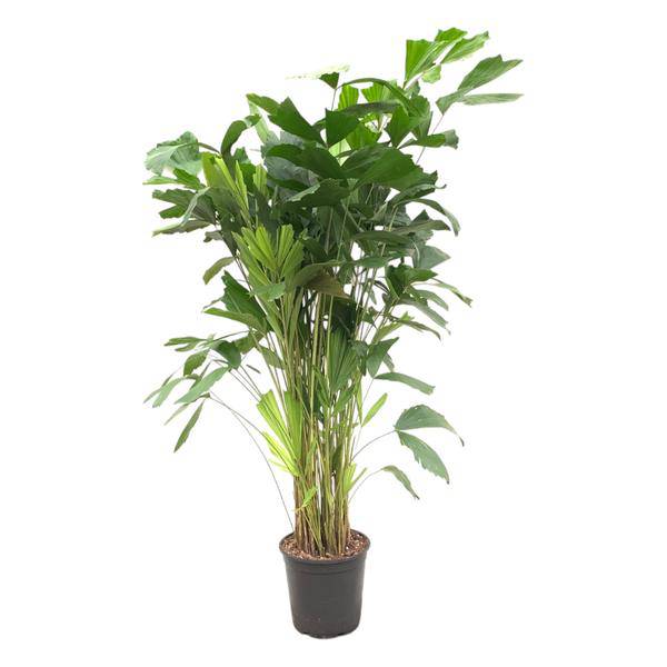 Caryota Mitis – Fischschwanzpalme – Zimmerpflanze ca. 140cm – ø24cm – Tropische Palme mit gefiederten Blättern für Wohnzimmer, Büro & Wintergarten