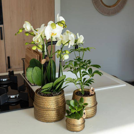 Sukkulente Crassula Ovata – Ø9cm – Robuste Zimmerpflanze mit glänzenden Blättern – Pflegeleicht & dekorativ – Für Wohnzimmer, Büro & Bad