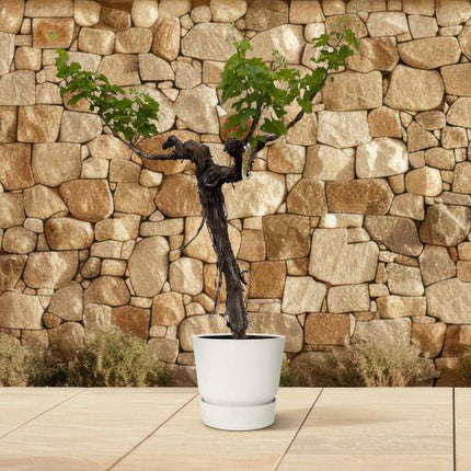 Weintraube – Vitis Vinifera – Weinrebe 220cm – Ø55cm – Verzweigter Stamm mit üppigem Blattwerk – Exklusive Kübelpflanze für Garten, Terrasse & Balkon – Essbare Trauben