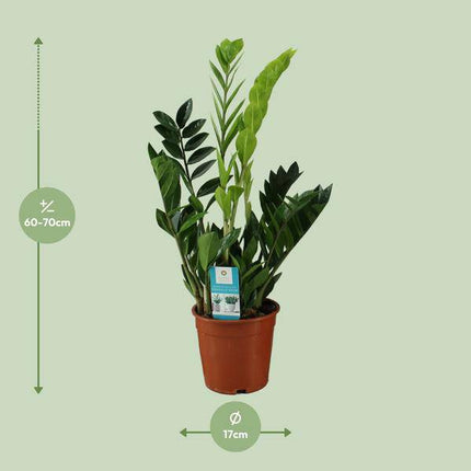 Glücksfeder – Zamioculcas zamiifolia – Zimmerpflanze – Ø17cm – ↕65cm – Pflegeleichte Grünpflanze für Innenräume – Robuste & dekorative Blattschmuckpflanze