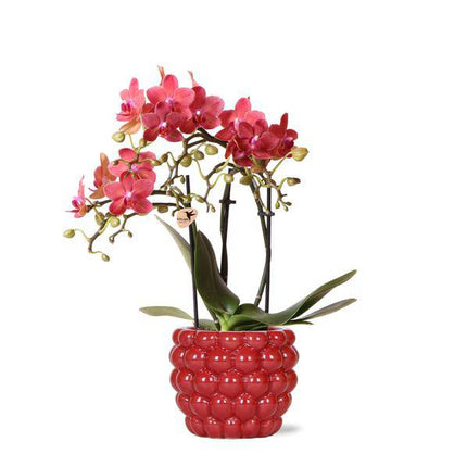 Phalaenopsis Orchidee Rot – Kongo – Mit Beeren-Ziertopf – Ø9cm – Höhe ca. 40cm – Blühende Zimmerpflanze mit 2–3 Zweigen – Dekorative Geschenkidee
