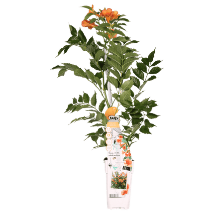 Trompetenblume Orange – Campsis ‘Indian Summer’ – Ø15cm – ca. 65cm hoch – Winterharte Kletterpflanze mit leuchtend orangefarbenen Blüten – Für Zaun, Pergola & Rankhilfe