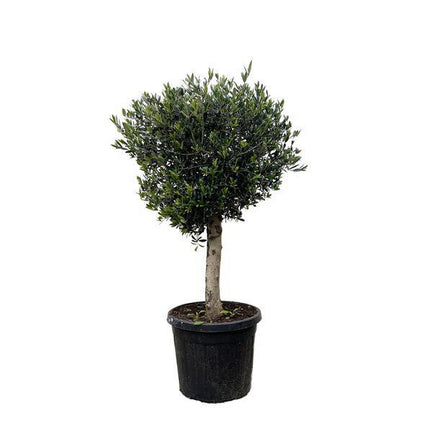 Olivenbaum – Olea Europaea Lorc 180cm – Ø50cm – Mediterrane Kübelpflanze mit silbergrünen Blättern – Edler Olivenbaum für Garten, Terrasse, Balkon & Wintergarten – Pflegeleicht
