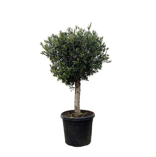 Olivenbaum – Olea Europaea Lorc 180cm – Ø50cm – Mediterrane Kübelpflanze mit silbergrünen Blättern – Edler Olivenbaum für Garten, Terrasse, Balkon & Wintergarten – Pflegeleicht