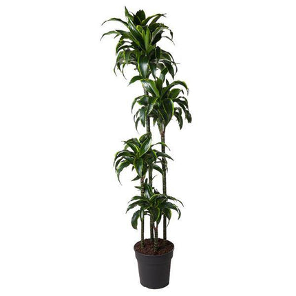 Drachenbaum – Dracaena Dorado 170cm – Ø27cm – Zimmerpflanze mit gold-grünen Blättern – Tropische Dekopflanze für Wohnzimmer, Büro & Wintergarten – Pflegeleicht