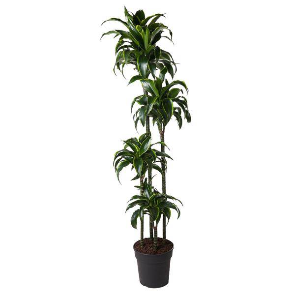 Drachenbaum – Dracaena Dorado 170cm – Ø27cm – Zimmerpflanze mit gold-grünen Blättern – Tropische Dekopflanze für Wohnzimmer, Büro & Wintergarten – Pflegeleicht