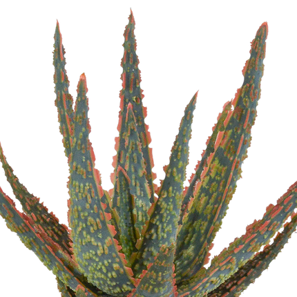 Aloe Zebrina Dannyz – Ø10,5cm Zimmerpflanze im weißen Topf – Sukkulente mit sternförmigen Blättern & orangefarbenen Akzenten – Pflegeleichte Pflanze für Fensterbank, Büro & Wohnzimmer