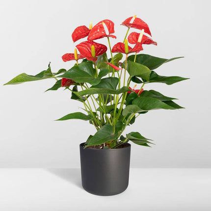 Flamingoblume - Anthurium Rot - Zimmerpflanze - Ø17cm - ↕55cm – Elegante rote Blüten – Pflegeleichte Zimmerpflanze