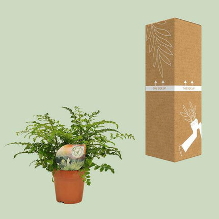 Nestfarn – Asplenium Parvati – Zimmerpflanze – Ø12cm – ca. 35cm hoch – dekorativer Rippenfarn für Innenräume