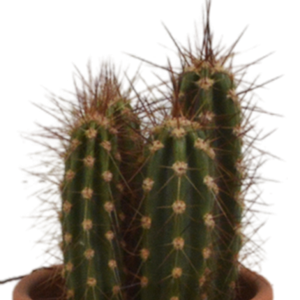 Kakteen Mix – 5 Pflanzen– Ø5,5cm Zimmerpflanzen im Terrakotta-Topf – Verschiedene Mini-Kakteen – Pflegeleichte Sukkulenten für Fensterbank, Büro & Wohnzimmer