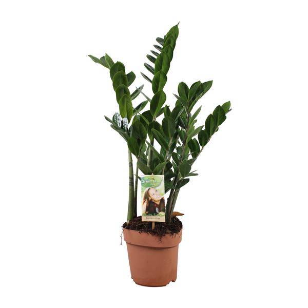 Glücksfeder – Zamioculcas zamiifolia – ZZ-Pflanze – Ø17cm – Höhe ca. 70cm – Pflegeleichte Zimmerpflanze – Robuste luftreinigende Grünpflanze für Innenräume