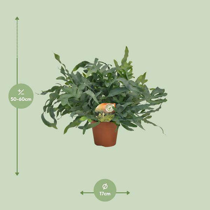 Tüpfelfarn – Phlebodium aureum 'Blue Star' – Ø17cm – 60cm hoch – Zimmerpflanze – Luftreinigend & dekorativ – Bläuliches Farnlaub für Wohnraum & Büro