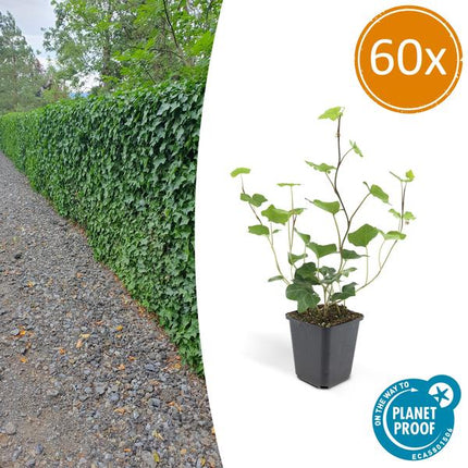 Hedera Hibernica – Großblättriger Irischer Efeu – Ø9cm – ↕10-25cm – 60 Pflanzen – Kletterpflanze & Bodendecker