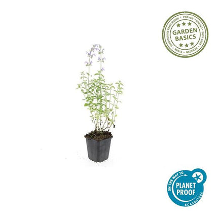 Nepeta 'Walker's Low' – 6 Pflanzen – Katzenminze – Lavendelblaue Blüten – Silbergrünes Laub – Pflegeleichte Staude – Sonnig – Bienen & Schmetterlinge
