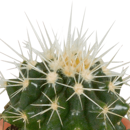 Kakteen und Sukkulenten Mix – 15 Pflanzen – Ø5,5cm Zimmerpflanzen – Verschiedene Arten wie Cereus, Echeveria, Haworthia & Crassula