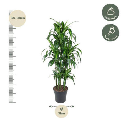 Drachenbaum – Dracaena Hawaiiana Karussell 150cm – Ø31cm – Zimmerpflanze mit langen glänzenden Blättern – Elegante pflegeleichte Grünpflanze für Wohnzimmer, Büro & Wintergarten