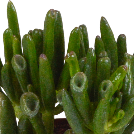 Crassula Mix – Dickblatt 3 Pflanzen – Ø8,5cm Zimmerpflanzen im Terrakotta-Topf – Verschiedene Sukkulenten im mediterranen Tontopf – Pflegeleichte Pflanzen für Fensterbank, Büro & Wohnzimmer