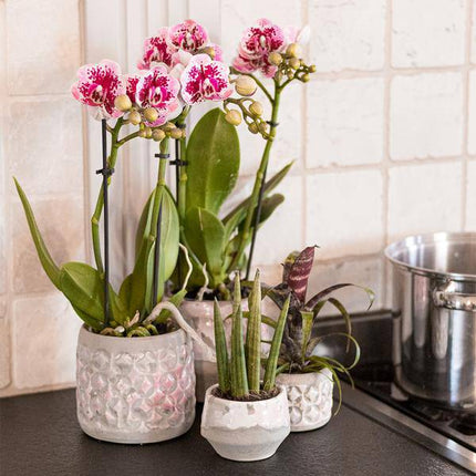 Phalaenopsis Orchidee Rosa Lilac Diamond-Linie – Zimmerpflanze – Ø9cm – Einzigartige Muster