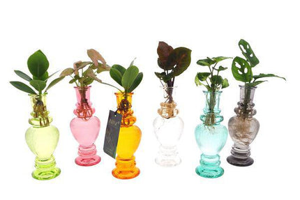 Zimmerpflanzen Mix – 6 Pflanzen – Ø7 cm – ca. 20 cm hoch – Hydroponisch im Venedig Glas – Pflegeleicht & dekorativ