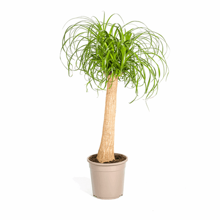 Beaucarnea Recurvata – Elefantenfuß – Ø24cm – ↕80-100cm – Pflegeleichte Zimmerpflanze mit markantem Stamm & eleganten Blättern – Trockenheitsresistent