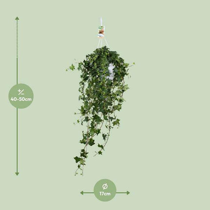 Hedera Helix Pitsburg – Efeu Hängepflanze – Zimmerpflanze – Ø17cm – ca. 45cm hoch – pflegeleichte Grünpflanze für Zuhause und Büro