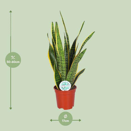 Bogenhanf – Sansevieria trifasciata Laurentii – Schwiegermutterzunge – Ø17cm – ca. 60cm hoch – pflegeleichte luftreinigende Zimmerpflanze