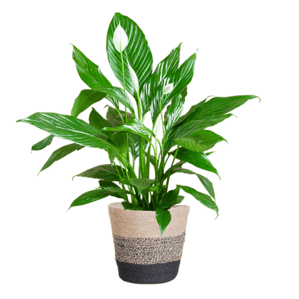 Scheidenblatt – Spathiphyllum – ↕80 cm – Ø21 cm-Topf + Schwarzer Korb „Lissabon“ – Luftreinigende Zimmerpflanze mit weißen Blüten – Pflegeleicht