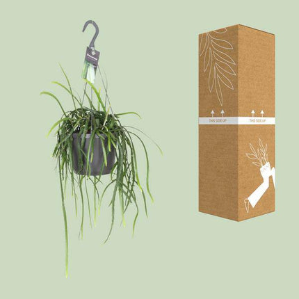 Blattkaktus Lepisium Bolivianum – Ø17cm – ↕40cm – Pflegeleichte Zimmerpflanze & Sukkulente – Dekorativer Kaktus für Wohnzimmer, Büro & moderne Wohnräume