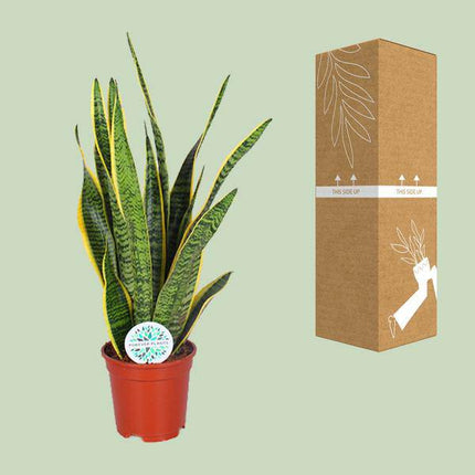 Bogenhanf – Sansevieria trifasciata Laurentii – Schwiegermutterzunge – Ø17cm – ca. 60cm hoch – pflegeleichte luftreinigende Zimmerpflanze